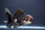 Thai Oranda  Tricolor 5 Inch (ID#1022To1b-84) Free2Day SHIPPING