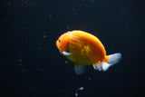 Ranchu  Sakura 3 Inch (ID#1119R1c-82) Free2Day SHIPPING