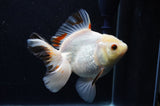 Thai Oranda  Tricolor 5 Inch (ID#411T6c-113)