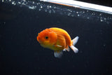 Ranchu  Sakura 3 Inch (ID#1119R1c-82) Free2Day SHIPPING