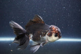 Thai Oranda  Tricolor 5 Inch (ID#1022To1b-84) Free2Day SHIPPING