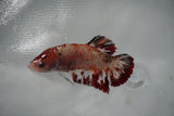 Giant Nemo Koi Galaxy  Plakat Female Betta (ID#801-F404) Free2Day SHIPPING