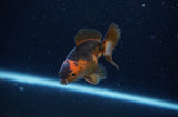 Baby Thai Oranda  Tricolor 3 Inch (ID#311TPTA-94) Free2Day SHIPPING