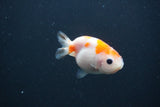 Baby Ranchu  Sakura 2.5 Inch (ID#0103R9c-24) Free2Day SHIPPING