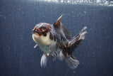 Thai Oranda  Tricolor 5 Inch (ID#1022To1b-84) Free2Day SHIPPING