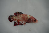 Giant Nemo Koi Galaxy  Plakat Female Betta (ID#801-F404) Free2Day SHIPPING