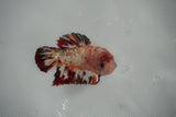 Giant Nemo Koi Galaxy  Plakat Female Betta (ID#801-F404) Free2Day SHIPPING