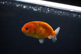 Ranchu  Sakura 3 Inch (ID#1119R1c-82) Free2Day SHIPPING