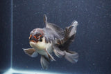 Thai Oranda  Tricolor 5 Inch (ID#1022To1b-84) Free2Day SHIPPING