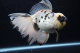 Thai Oranda  Panda 5.5 Inch (ID#411T6c-114)