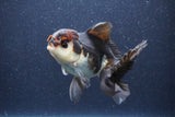 Thai Oranda  Tricolor 5 Inch (ID#1022To1b-84) Free2Day SHIPPING