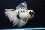 Thai Oranda  Panda 5.5 Inch (ID#411T6c-114)