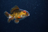 Baby Thai Oranda  Tricolor 3 Inch (ID#311TPTA-94) Free2Day SHIPPING