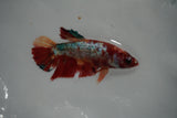 Giant  Koi Galaxy  Plakat Female Betta (ID#801-F405) Free2Day SHIPPING