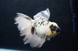 Thai Oranda  Panda 5.5 Inch (ID#411T6c-114)