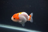 Baby Ranchu  Red White 2.5 Inch (ID#0103R9c-25) Free2Day SHIPPING