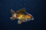 Baby Thai Oranda  Tricolor 3 Inch (ID#311TPTA-94) Free2Day SHIPPING