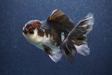 Thai Oranda  Tricolor 5 Inch (ID#1022To1b-84) Free2Day SHIPPING