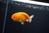 Ranchu  Sakura 3 Inch (ID#1119R1c-82) Free2Day SHIPPING