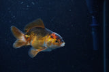 Baby Thai Oranda  Tricolor 3 Inch (ID#311TPTA-94) Free2Day SHIPPING