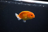 Ranchu  Sakura 3 Inch (ID#1119R1c-82) Free2Day SHIPPING