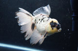 Thai Oranda  Panda 5.5 Inch (ID#411T6c-114)