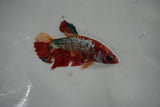 Giant  Koi Galaxy  Plakat Female Betta (ID#801-F405) Free2Day SHIPPING