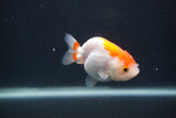 Baby Ranchu  Red White 2.5 Inch (ID#0103R9c-25) Free2Day SHIPPING