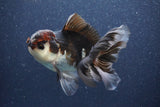 Thai Oranda  Tricolor 5 Inch (ID#1022To1b-84) Free2Day SHIPPING