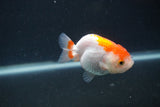 Baby Ranchu  Red White 2.5 Inch (ID#0103R9c-25) Free2Day SHIPPING