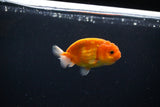 Ranchu  Sakura 3 Inch (ID#1119R1c-82) Free2Day SHIPPING