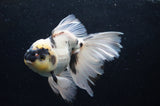 Thai Oranda  Panda 5.5 Inch (ID#411T6c-114)