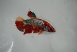 Giant  Koi Galaxy  Plakat Female Betta (ID#801-F405) Free2Day SHIPPING