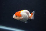 Baby Ranchu  Red White 2.5 Inch (ID#0103R9c-25) Free2Day SHIPPING