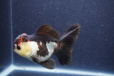 Thai Oranda  Tricolor 5 Inch (ID#1022To1b-85) Free2Day SHIPPING