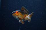 Baby Thai Oranda  Tricolor 3 Inch (ID#311TPTA-94) Free2Day SHIPPING