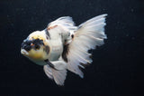 Thai Oranda  Panda 5.5 Inch (ID#411T6c-114)
