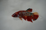 Giant  Koi Galaxy  Plakat Female Betta (ID#801-F405) Free2Day SHIPPING