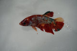 Giant  Koi Galaxy  Plakat Female Betta (ID#801-F405) Free2Day SHIPPING