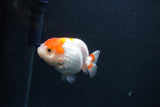 Baby Ranchu  Red White 2.5 Inch (ID#0103R9c-25) Free2Day SHIPPING