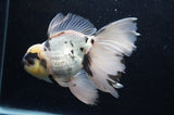 Thai Oranda  Panda 5.5 Inch (ID#411T6c-114)
