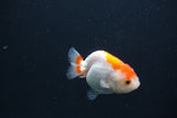 Baby Ranchu  Red White 2.5 Inch (ID#0103R9c-25) Free2Day SHIPPING