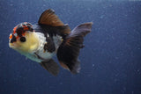 Thai Oranda  Tricolor 5 Inch (ID#1022To1b-85) Free2Day SHIPPING