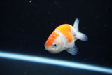 Ranchu  Sakura 3 Inch (ID#1119R1c-83) Free2Day SHIPPING