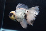 Thai Oranda  Panda 5.5 Inch (ID#411T6c-114)