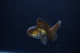 Baby Thai Oranda  Black 2.5 Inch (ID#311TPTA-95) Free2Day SHIPPING