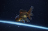 Baby Thai Oranda  Black 2.5 Inch (ID#311TPTA-95) Free2Day SHIPPING