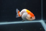 Baby Ranchu  Red White 2.5 Inch (ID#0103R9c-25) Free2Day SHIPPING