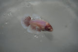 Dumbo Multicolor   Halfmoon Female Betta (ID#801-F406) Free2Day SHIPPING