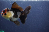 Thai Oranda  Tricolor 5 Inch (ID#1022To1b-85) Free2Day SHIPPING